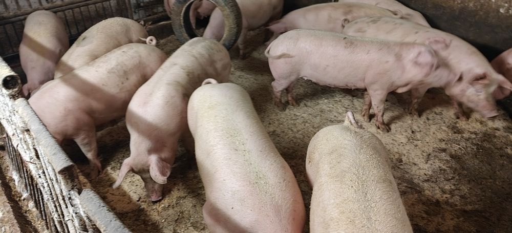 Tuczniki,świnie sprzedam