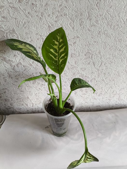 Дифенбахія ,фікуси, філодендрони