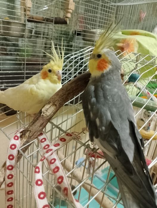Продам клетки для попугаев