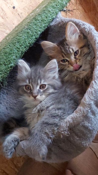 Купити котика мейн куна в Сумах