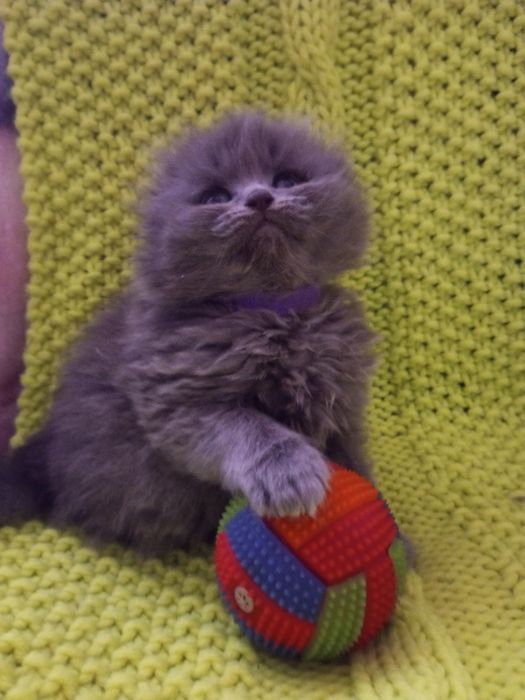 Вислоухие котята