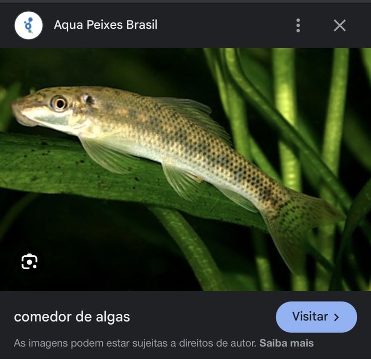 Peixes e Plantas