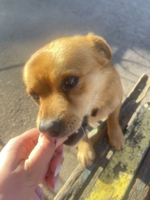 Два песики 1,5 -2 роки