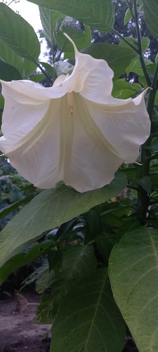 Вазон Бругмансія біла ароматна