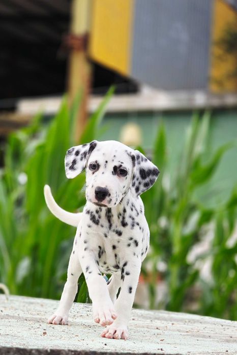 Dalmata Fêmea Pronta para nova familia