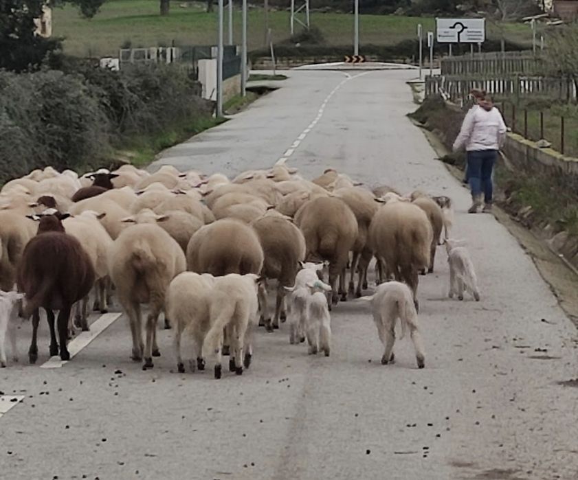 Ovelhas alentejanas e bragançanas