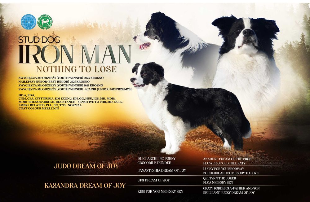 Reproduktor ZKwP FCI - Krycie - Border Collie