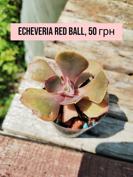 Сортові сукуленти