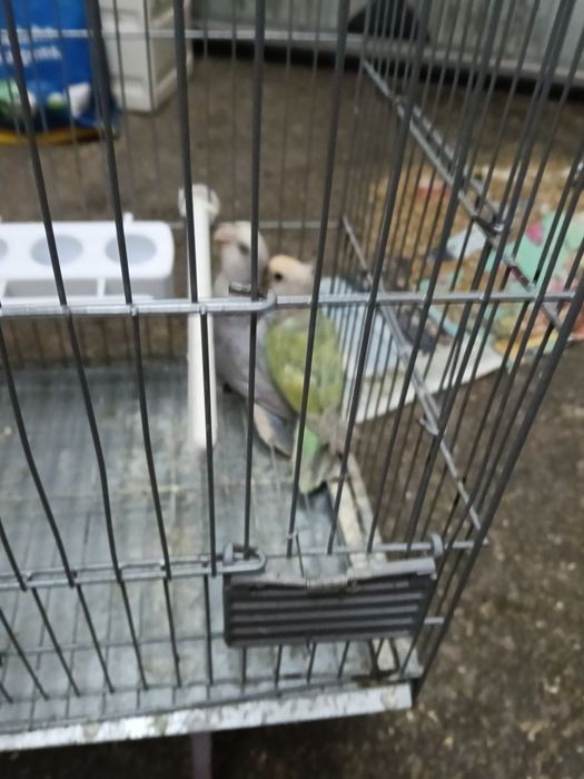 Vendo agraponis deste ano