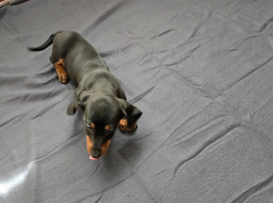 Teckel macho preto afogueado
