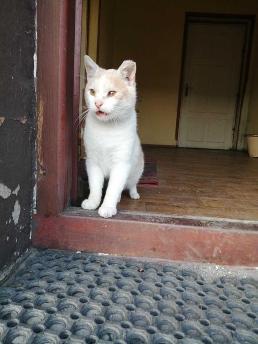 biało rudy Kocurek starszy do adopcji