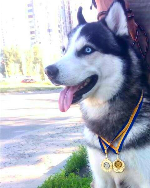 Вязка сибирский хаски