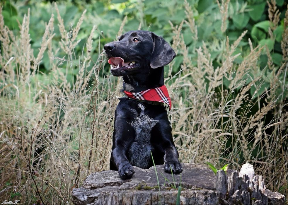 Roczny czarny mini mix labrador. Młody pies w schronisku do adopcji.