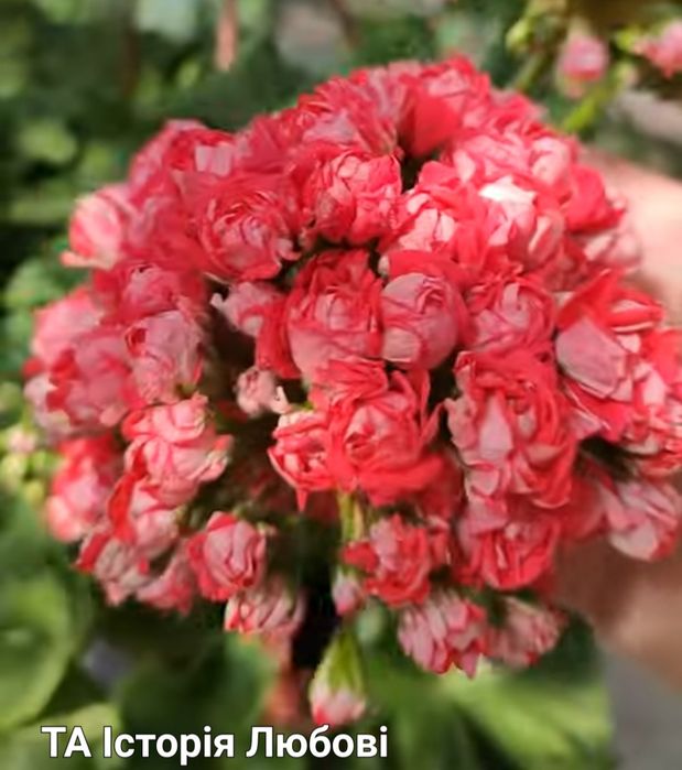 Пеларгонія Звезда Водолея, Северная Андромеда, Уланова,ТА История Любв