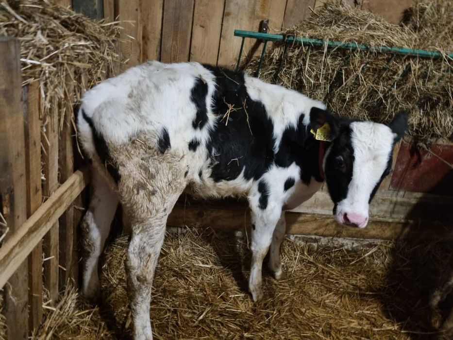 Sprzedam byczki i jałówki