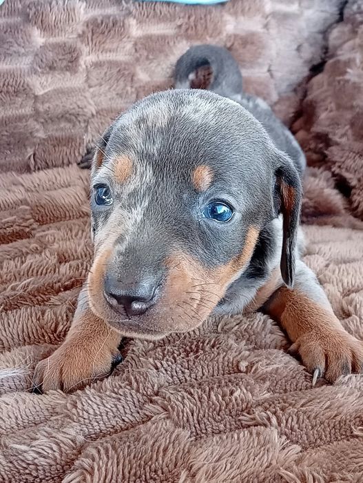 Teckel kaninchen Merle blue
