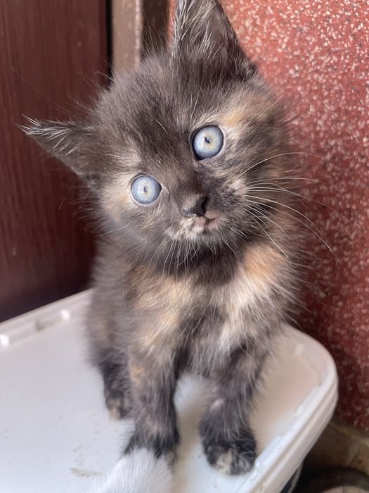Котенятко в добрі руки