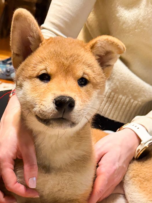 Shiba Inu - dziewczynka ZKwP FCI gotowa do odbioru