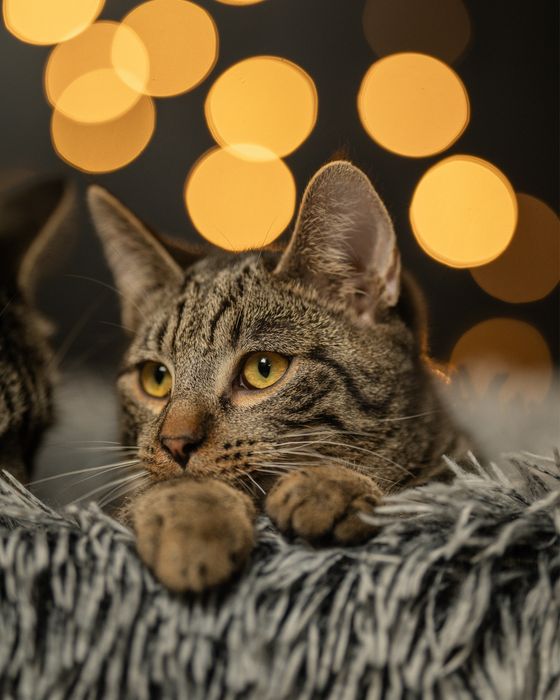 Bure kotki pragna domku