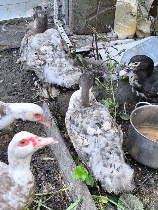 Продам молодих селезнів качки