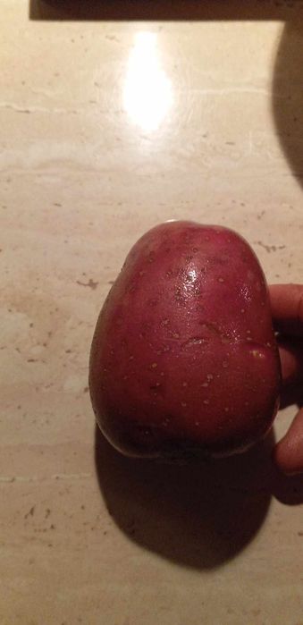 Ziemniaki Denar Lilly Hetman Red Sonia( czerwona) gwiazda Lord