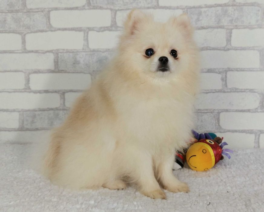 ШПИЦ померанский мальчик