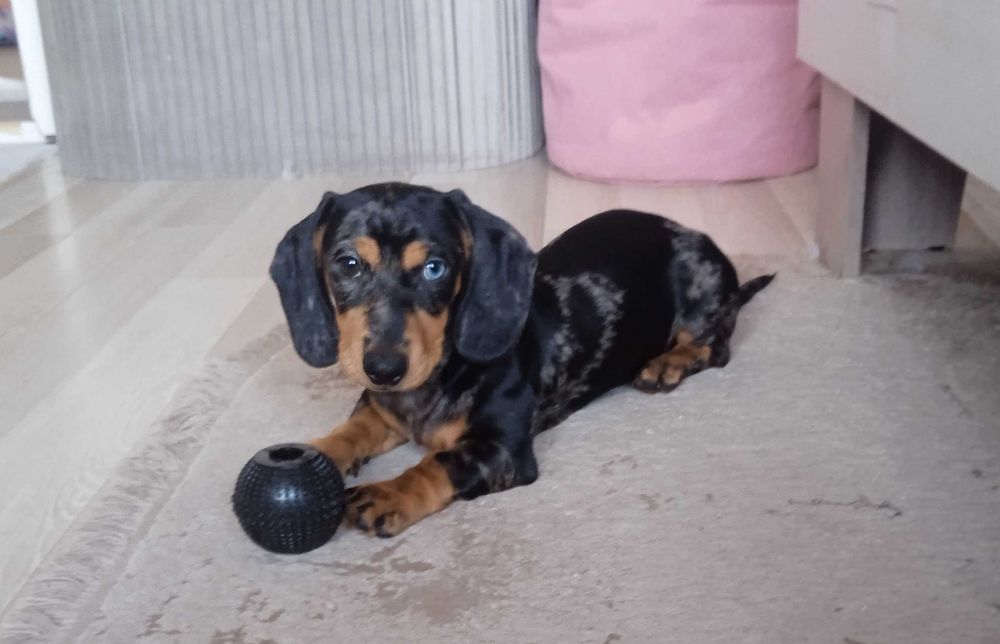 Мармурова такса щенята