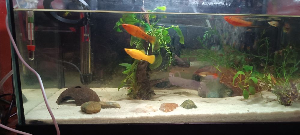 Aquário de água quente toda equipada