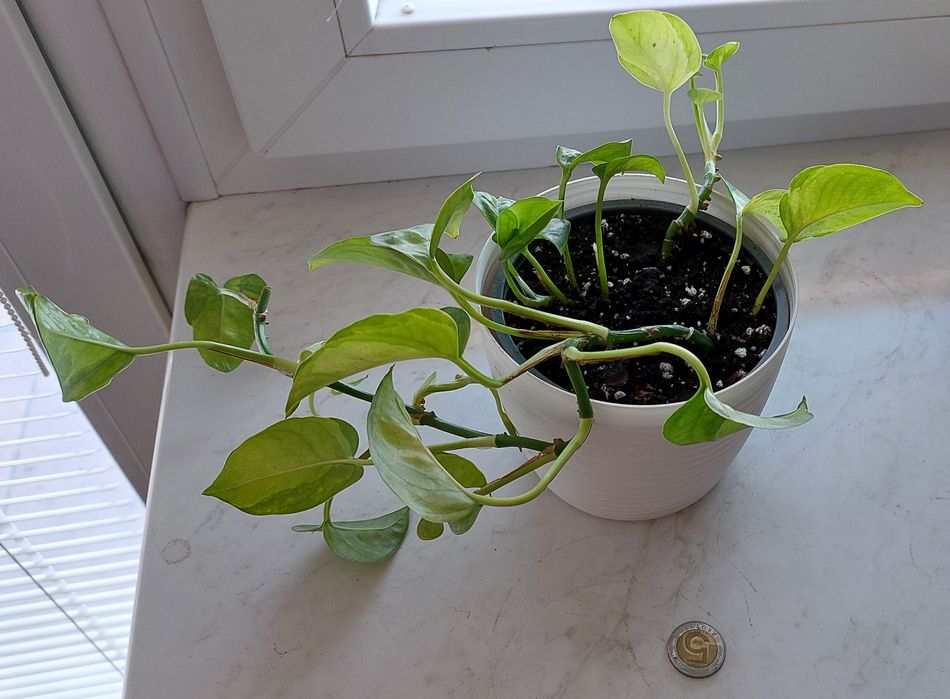 Scindapsus Silver Hero  rosnące rośliny + gratis global green