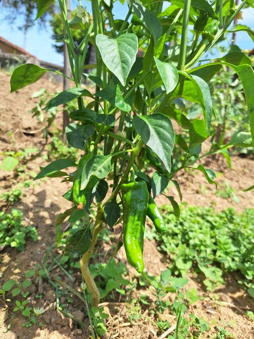 Legumes e Frutos Biológicos
