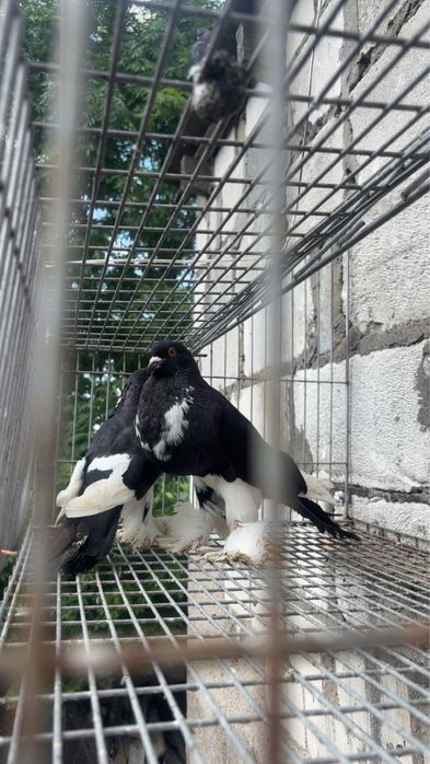 Gołebie garłacze 2 pary PIĘKNE!
