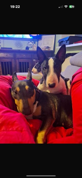 Bullterrier Miniaturowy Fci