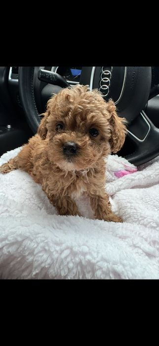 Красунчик мальтіпу шукає сімю