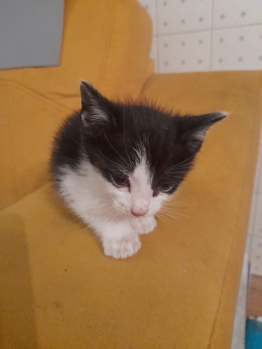Dou gatinho macho