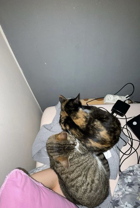 Oddam 2 kotki w dobre ręce