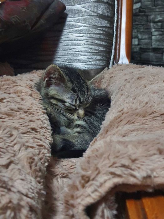 Gatos para adoção responsável