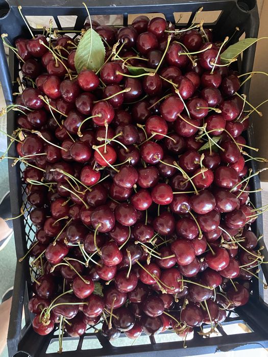 Продам черешню ОПТ