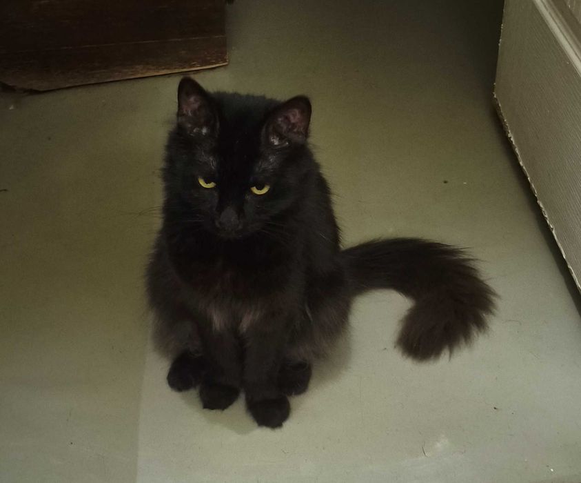 Отдадим котика в хорошие руки