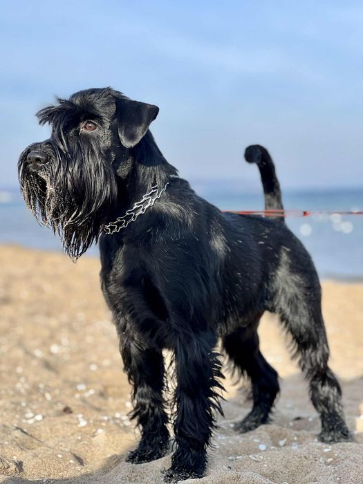 Sznaucer Średni Czarny Reproduktor