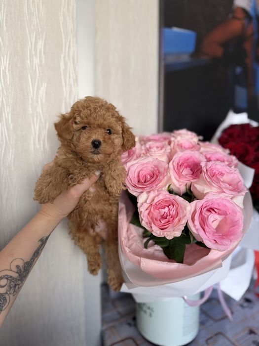 Мальтіпу міні хлопчик