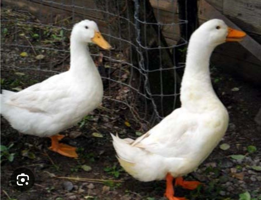 Sprzedam kaczki pekin