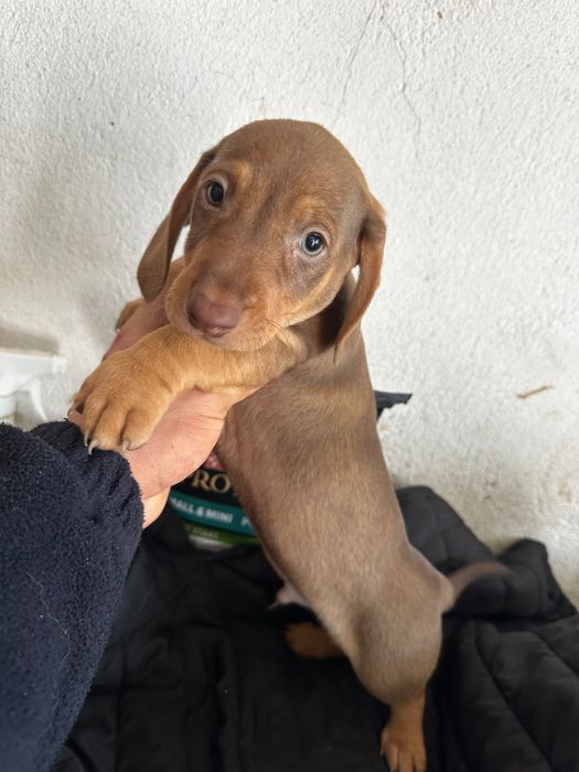 Teckel alerquim fêmea