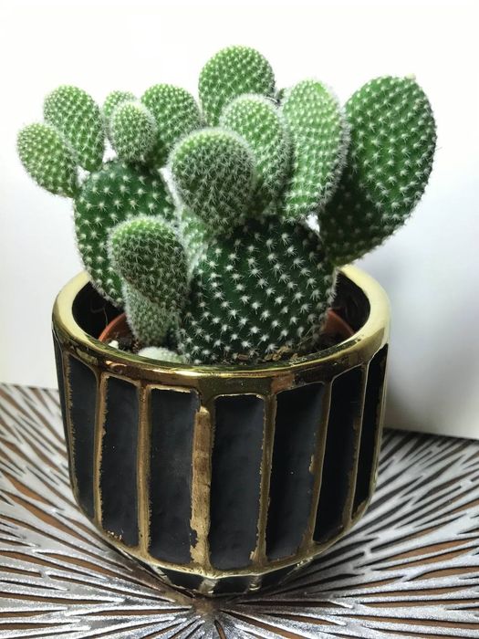 Кактус  Опунция /