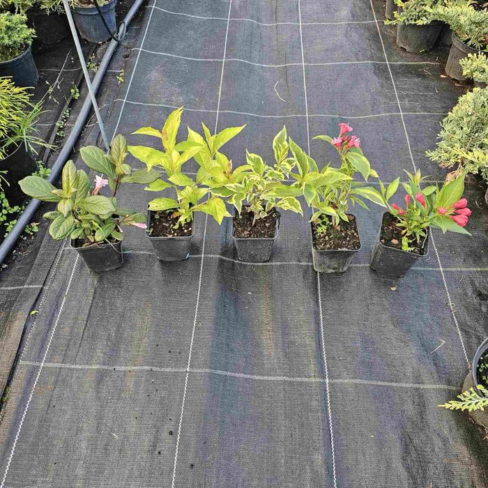 Вейгели продаж різні сорти