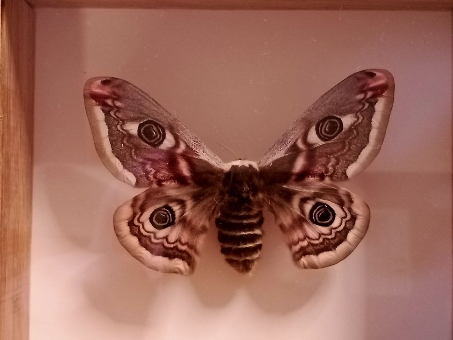 Polska ćma w ramce . Saturnia pavonia - samica .