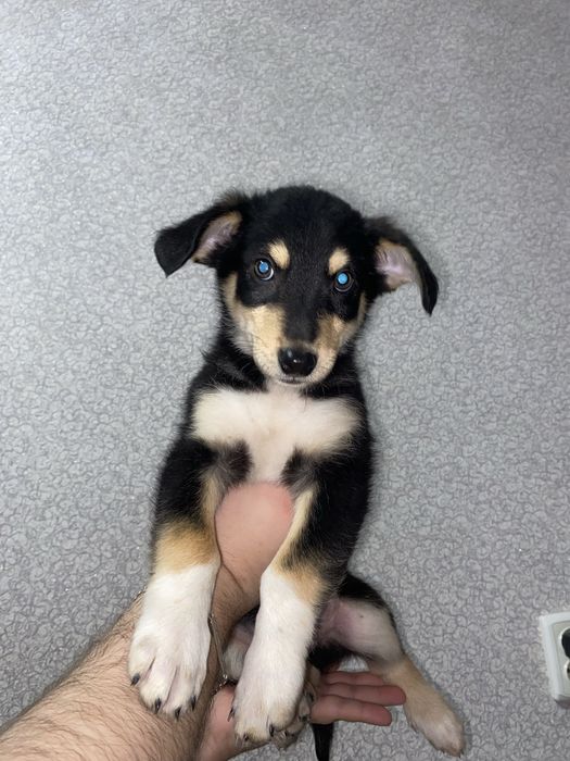 Цуценята безкоштовно, шукають дім, в добрі руки