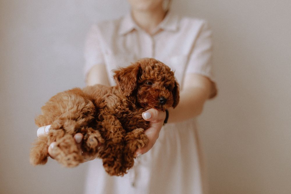 Тойчик міні пудель (poodle toy)