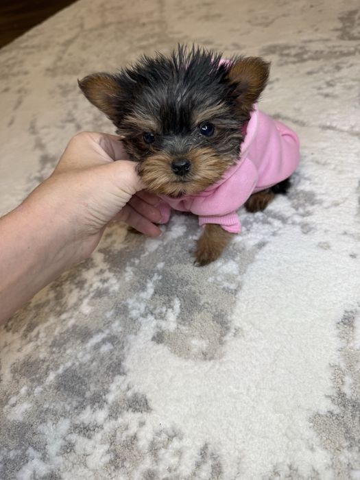 Бебі фейс міні йорк