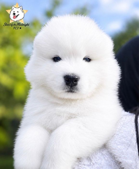 Samoyed szczeniak -  koniec października 2026