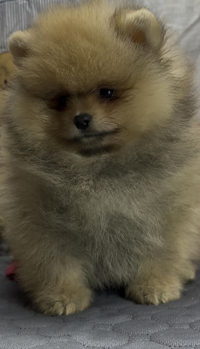 Шпиц,шпиц,шпиц,шпиц